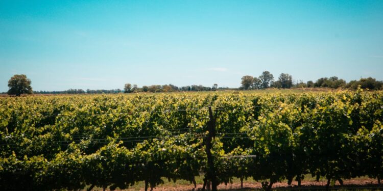 Reconocimiento del CFI al proyecto turístico Entre Ríos, brindis y sabores