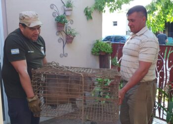 Carpincha fué rescatada en Villa Elisa E.R
