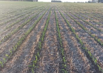 En Entre Rios la siembra de Maiz Cayó el 51% en un año