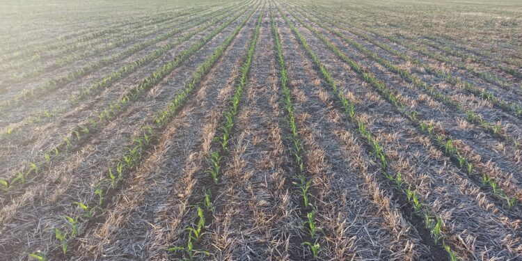 En Entre Rios la siembra de Maiz Cayó el 51% en un año