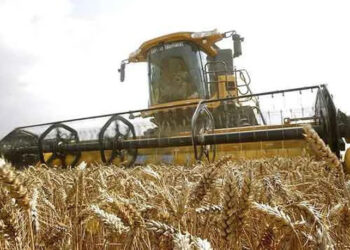 Inició la cosecha de trigo