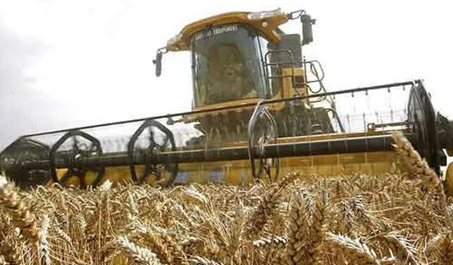 Inició la cosecha de trigo