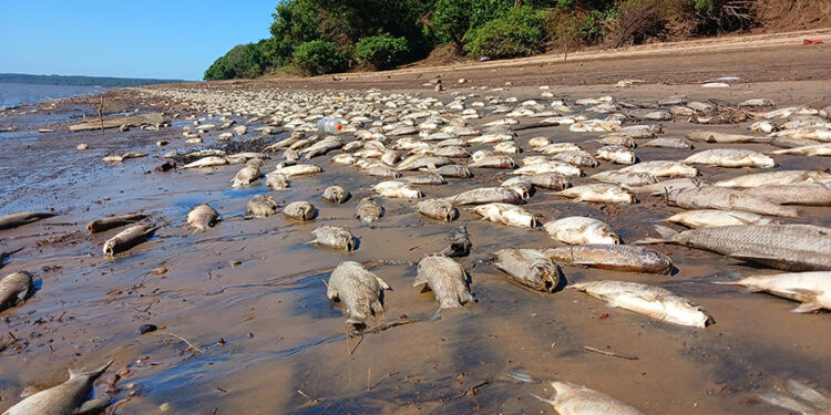 Mortandad de peces en Concordia Entre Rios