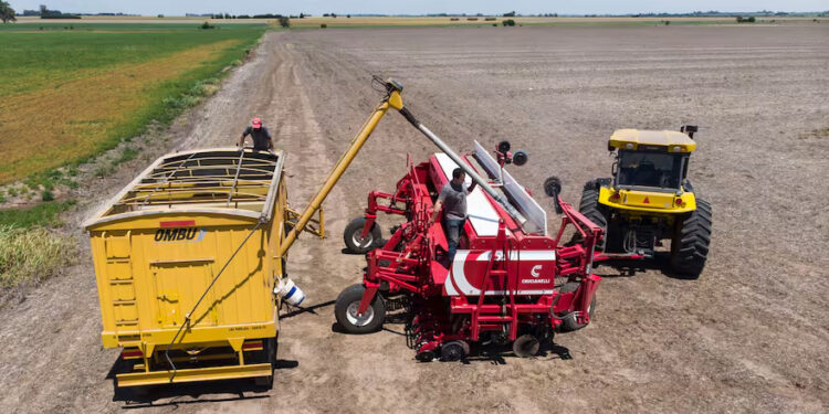 Campo “No son buenas”: alertan por un problema que se observa con la soja