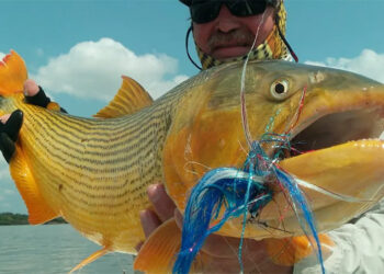 Sancionaron la Ley que prohíbe la pesca comercial del dorado en Entre Ríos