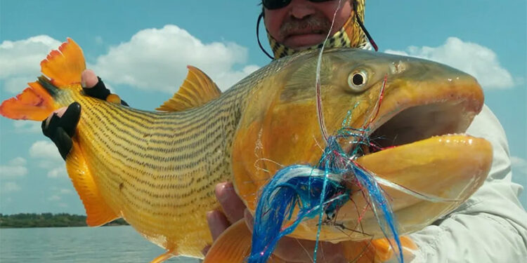 Sancionaron la Ley que prohíbe la pesca comercial del dorado en Entre Ríos