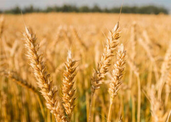 Vuelve a subir la producción de trigo supera los 19 millones de toneladas