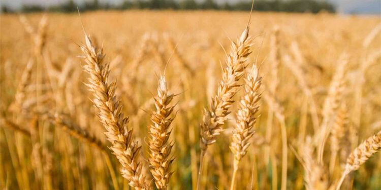 Vuelve a subir la producción de trigo supera los 19 millones de toneladas