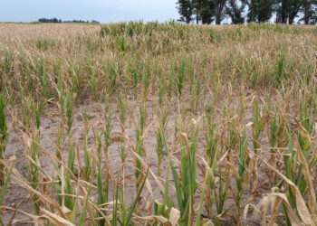 ¿Llega el alivio? El pronóstico promete lluvias generalizadas