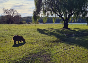 Dos niñas fueron atacadas por carpinchos en el lago de Salto Grande