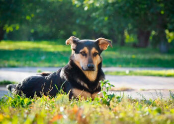 Mosquitos y golpes de calor: cómo proteger a las mascotas durante el verano