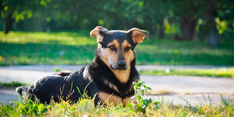 Mosquitos y golpes de calor: cómo proteger a las mascotas durante el verano