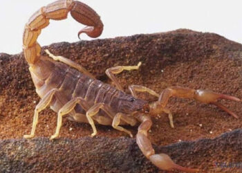 Gualeguaychú: un escorpión venenoso picó a una niña de 2 años en su domicilio