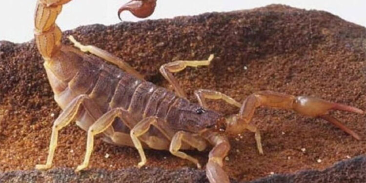 Gualeguaychú: un escorpión venenoso picó a una niña de 2 años en su domicilio