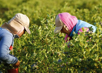 Unos 900 trabajadores frutícolas reciben ayuda económica de la provincia