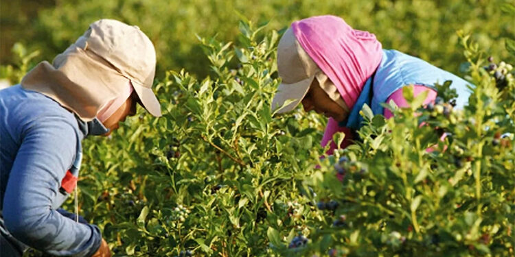 Unos 900 trabajadores frutícolas reciben ayuda económica de la provincia