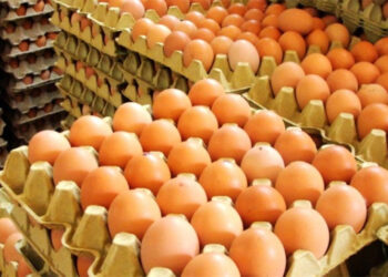 La industria avícola celebró producción y consumo récord en 2024