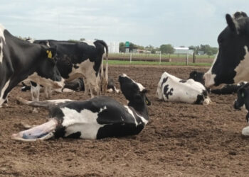 El precio de la leche cerró 2024 a 0,43 dólares por litro reclamos de los industriales