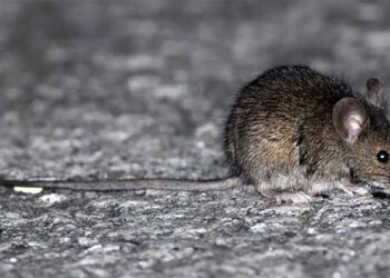 Recuerdan recomendaciones para prevenir el hantavirus y la leptospirosis