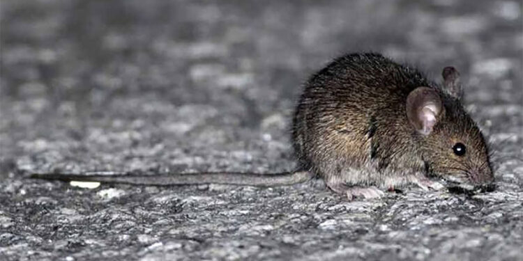 Recuerdan recomendaciones para prevenir el hantavirus y la leptospirosis