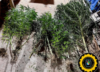 San José: Hallazgo de Plantas de Cannabis Durante Procedimiento Policial en Barrio 100 Viviendas