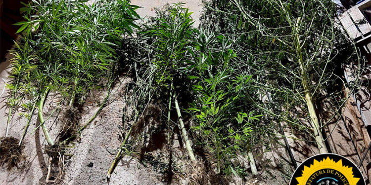 San José: Hallazgo de Plantas de Cannabis Durante Procedimiento Policial en Barrio 100 Viviendas