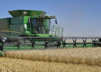 La campaña de trigo 2024/25 fue la mejor de los últimos 5 años