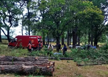 Accidente laboral en Concordia: murió un operario cuando podaba árboles