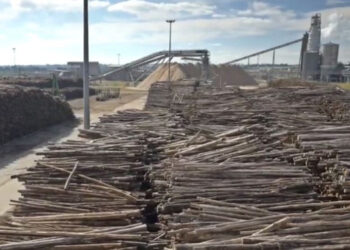 Así estamos: En 2024 las exportaciones uruguayas de pasta celulósica fueron siete veces superiores a las realizadas por la Argentina