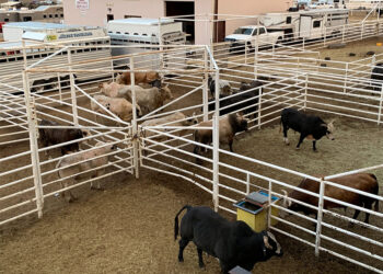 La invernada recuperó lo perdido de la mano de las lluvias y los mejores precios del ganado para faena