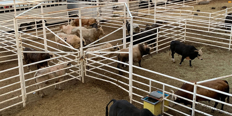 La invernada recuperó lo perdido de la mano de las lluvias y los mejores precios del ganado para faena