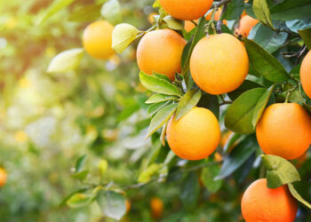 Entre Rios: “Los números no son buenos y mucha fruta está quedando en la planta por el bajo consumo”