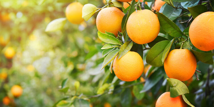 Entre Rios: “Los números no son buenos y mucha fruta está quedando en la planta por el bajo consumo”