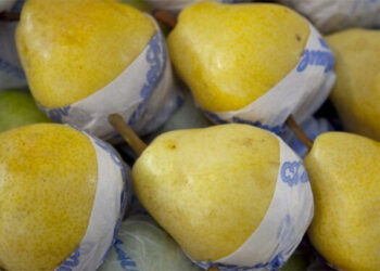 Corre riesgo la cosecha de peras y manzanas de Río Negro y Neuquén