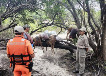 Caza furtiva en El Palmar: secuestran ciervos y carpinchos faenados