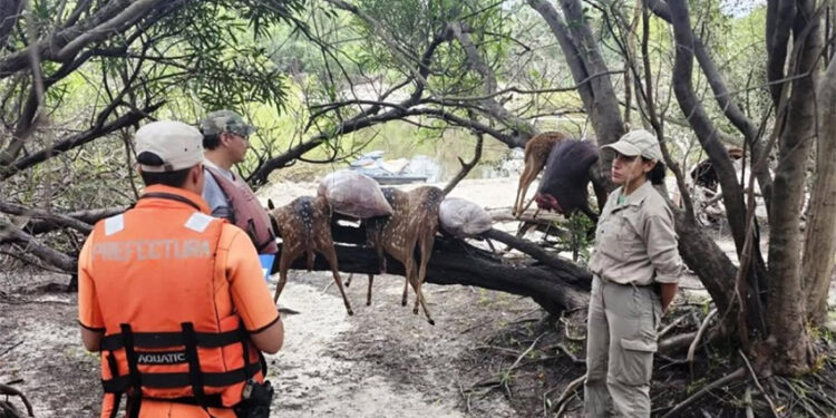 Caza furtiva en El Palmar: secuestran ciervos y carpinchos faenados