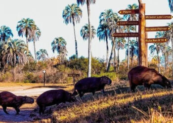 En El Palmar prevén que la desregulación del turismo tendrá un impacto positivo