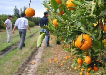 Productores citrícolas trabajan a pérdida y la Crisis se acentúa