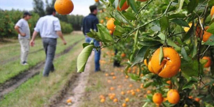 Productores citrícolas trabajan a pérdida y la Crisis se acentúa