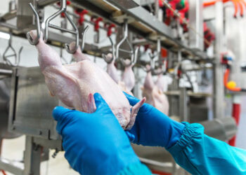 Argentina frenó las importaciones de pollos desde Brasil luego de que se detectara gripe aviar en ese país