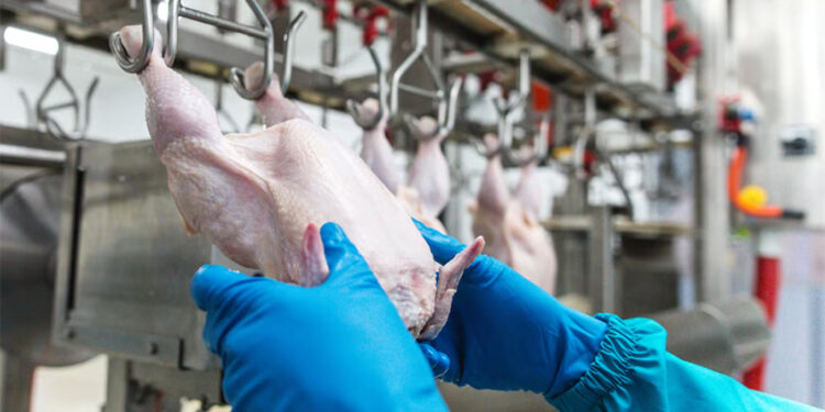 Argentina frenó las importaciones de pollos desde Brasil luego de que se detectara gripe aviar en ese país