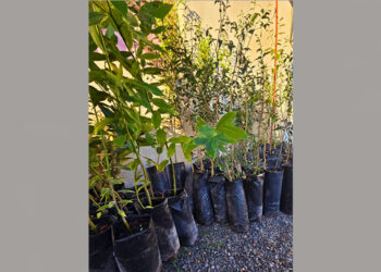 Liebig se compromete con el ambiente: más de 60 árboles nativos serán plantados en el pueblo.