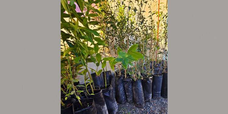 Liebig se compromete con el ambiente: más de 60 árboles nativos serán plantados en el pueblo.