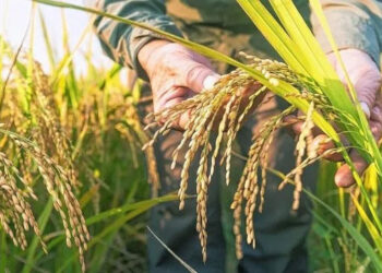 Arroz y soja: Entre Ríos avanza firme en la cosecha con buenos rindes y mejores perspectivas