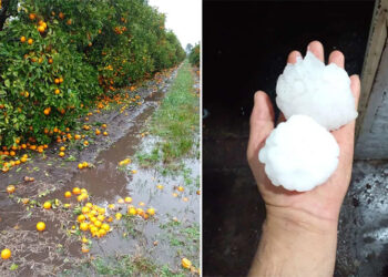 Consecuencias del temporal en Entre Ríos para productores citrícolas: “Hay seis mil hectáreas afectadas”