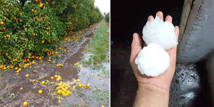 Consecuencias del temporal en Entre Ríos para productores citrícolas: “Hay seis mil hectáreas afectadas”