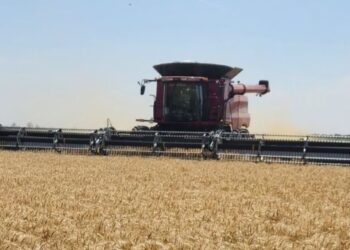 El Campo celebra la extensión de la baja de retenciones para trigo y cebada; piden lo mismo para soja, maíz y girasol