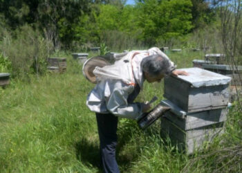 Detectan virus que amenaza colmenas y pone en alerta a la apicultura en la provincia