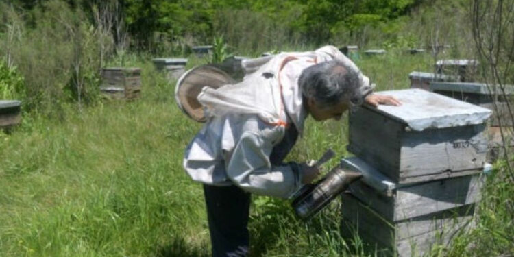 Detectan virus que amenaza colmenas y pone en alerta a la apicultura en la provincia