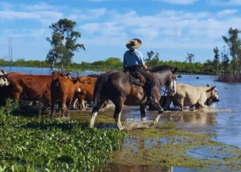 Entre Ríos: Crecida del río y ganadería en crisis